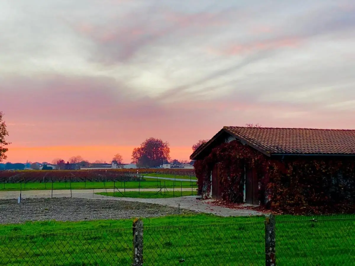 Coucher de soleil sur les vignes du Médoc
