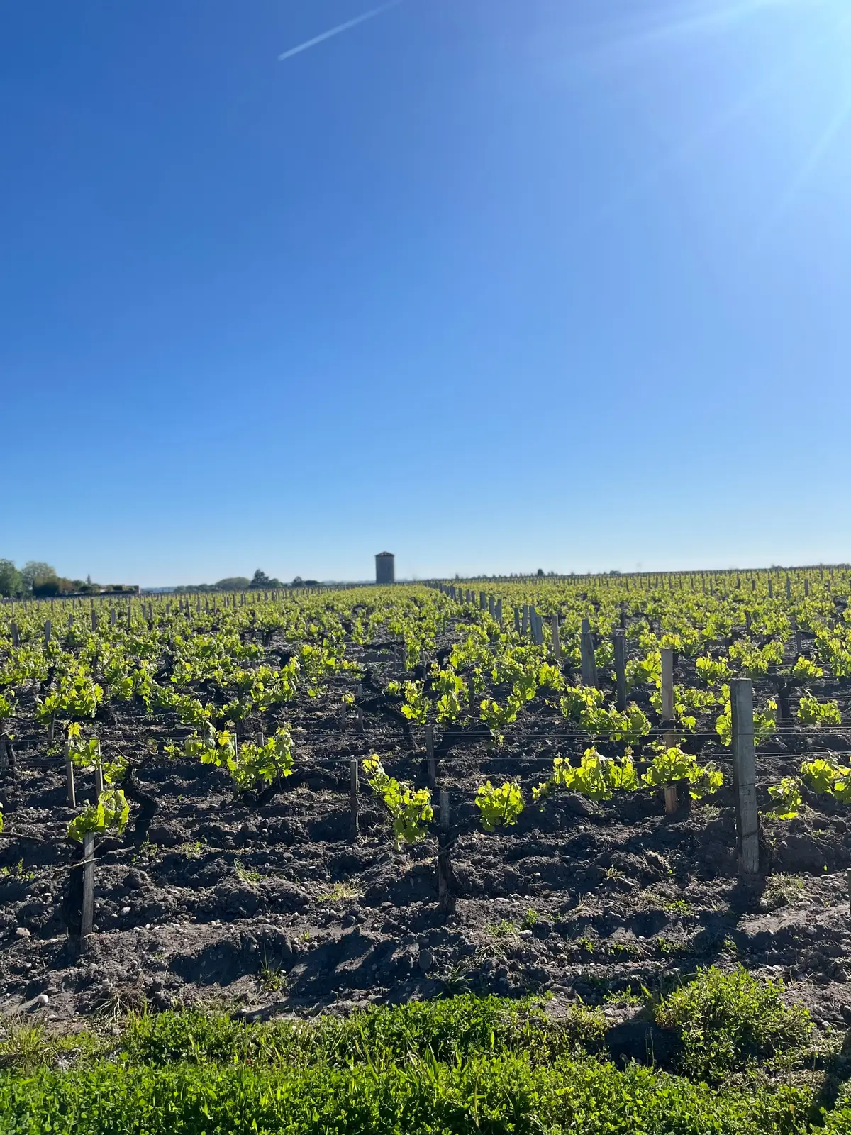 Vignes au soleil